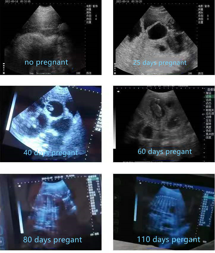 Ручной ультразвуковой сканер BU100 B для проверки беременности свиней 25, 40, 60, 80 и 110 дней